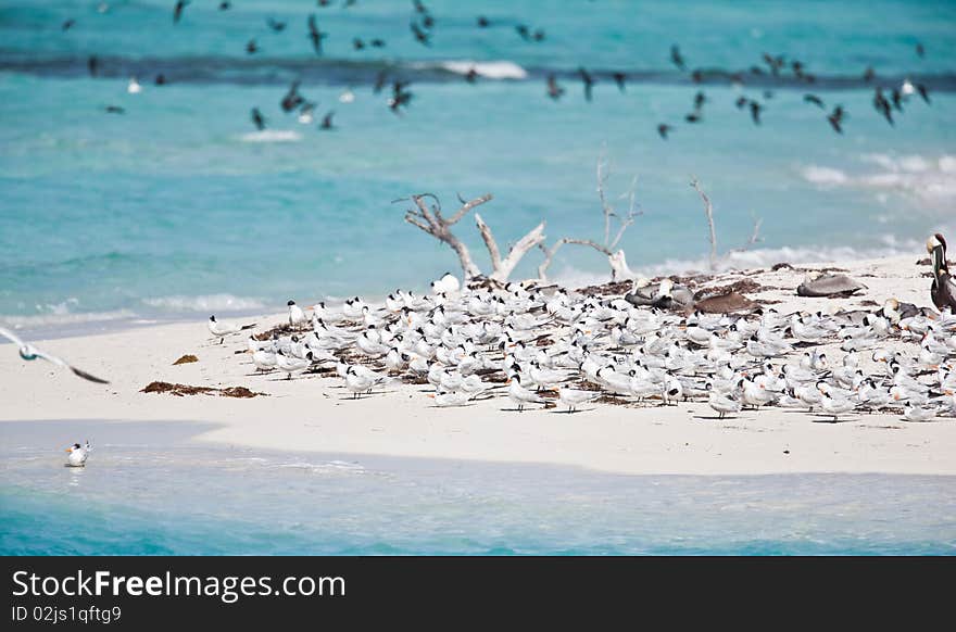 Terns And Pelicans