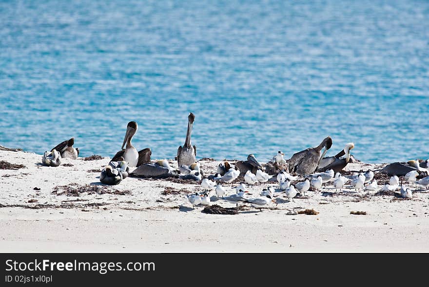 Terns And Pelicans