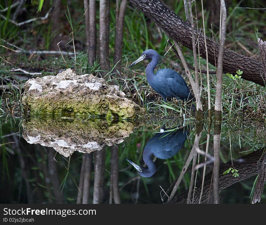 Little Blue Heron