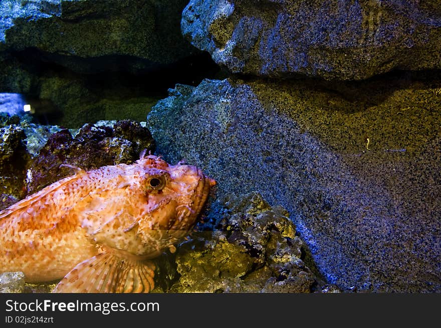 A deadly scorpionfish laying in the bottom of the aquarium. A deadly scorpionfish laying in the bottom of the aquarium