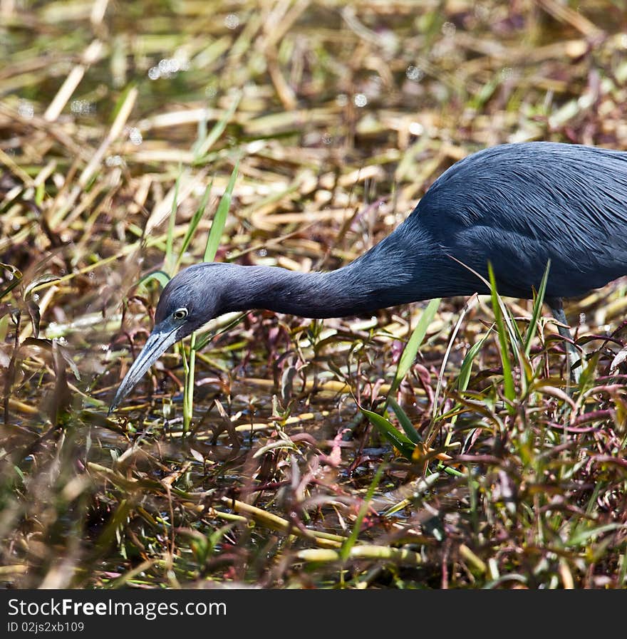 Little Blue Heron