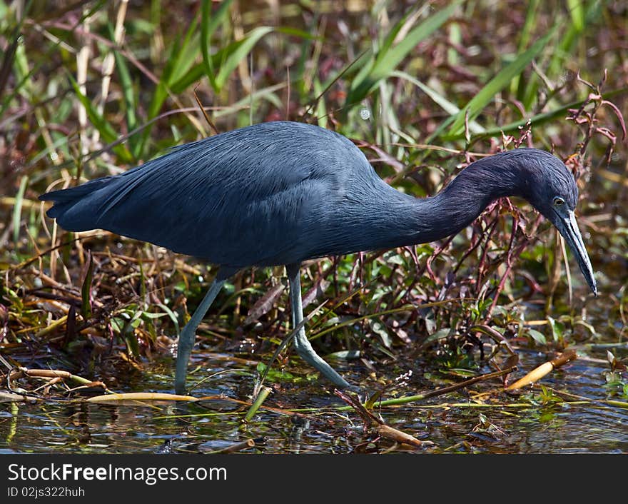 Little Blue Heron