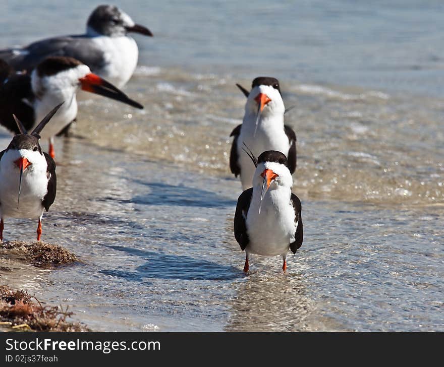 Black Skimmers