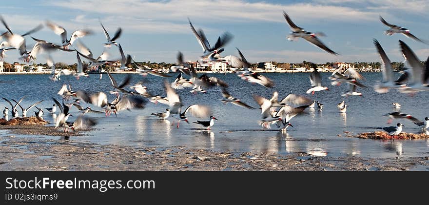 Black Skimmers