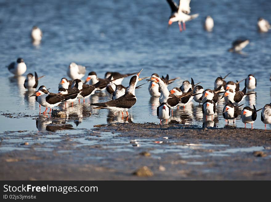 Black Skimmers