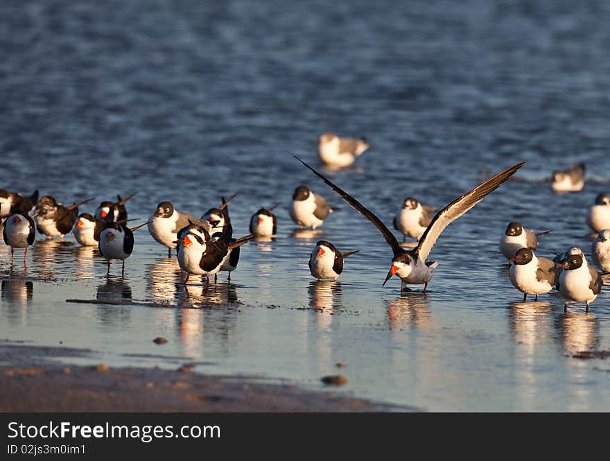 Black Skimmers