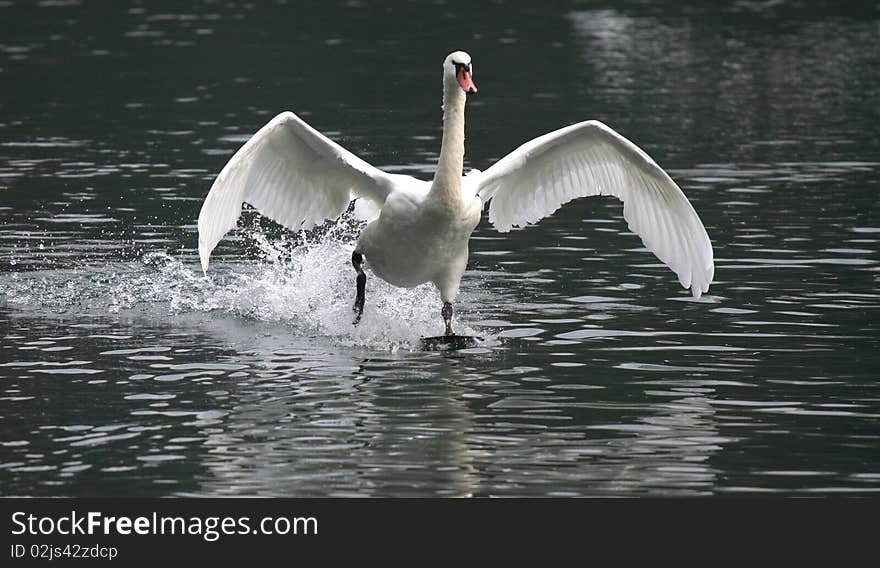 Swan flying on river Adda