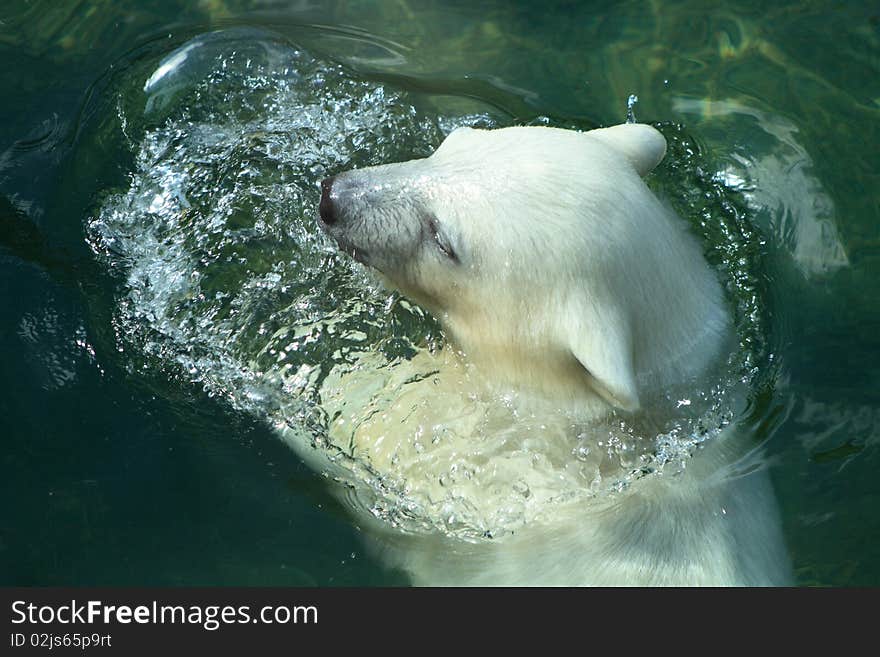 Young Polar Bear Swimming