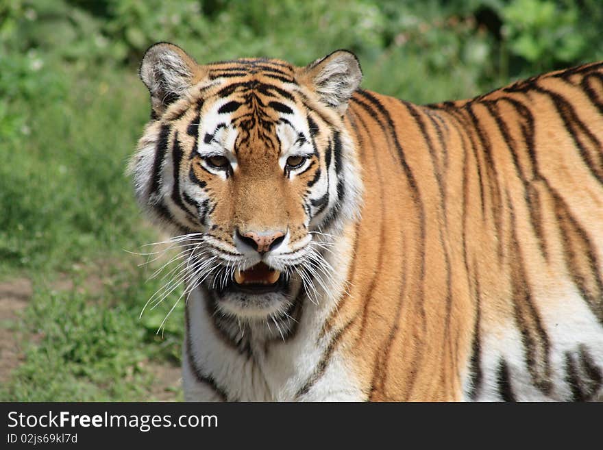 Closeup of beautiful Siberian tiger on background with green grass