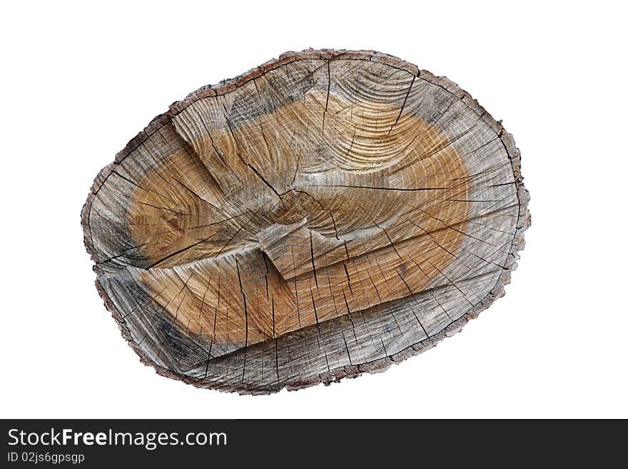 Annual rings of a felled tree in the cross section