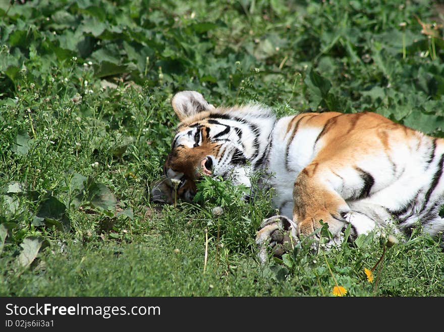 Tiger On Grass