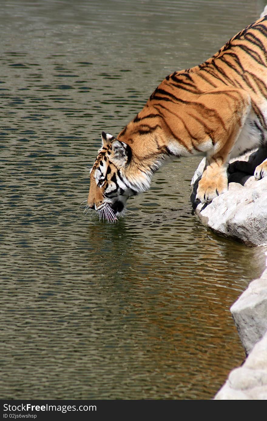 Tiger On River Bank