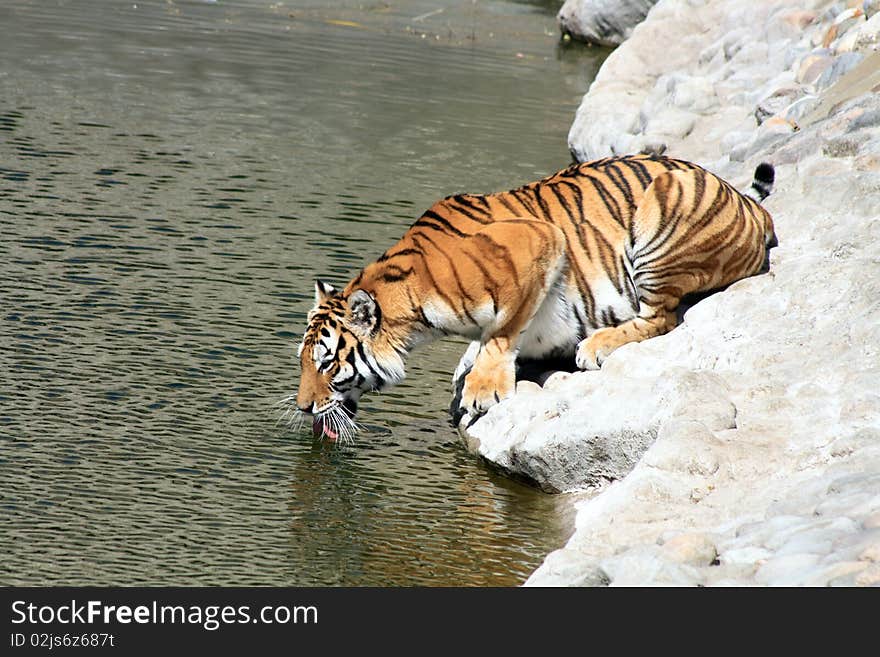 Tiger On River Bank