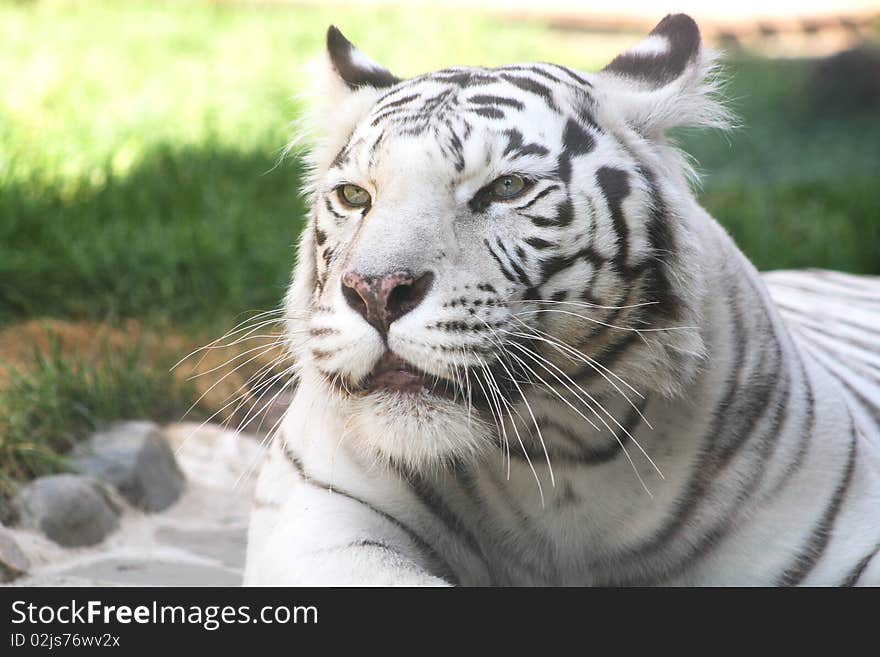 Closeup of nice white tiger muzzle. Moscow ZOO, Russia