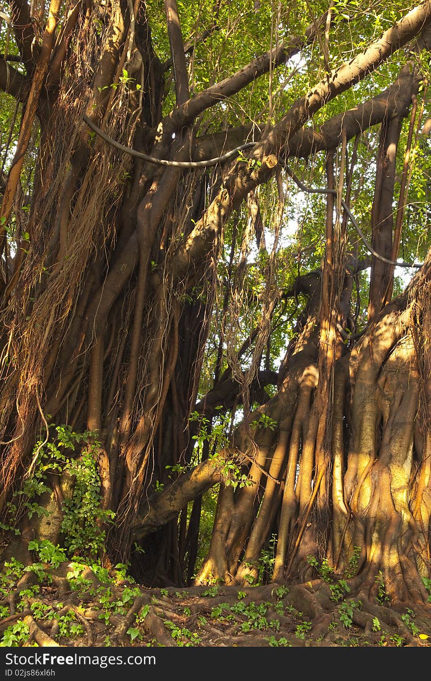 The old banyan in spring sunlight