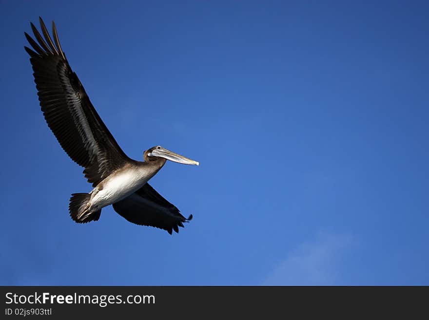 Pelican