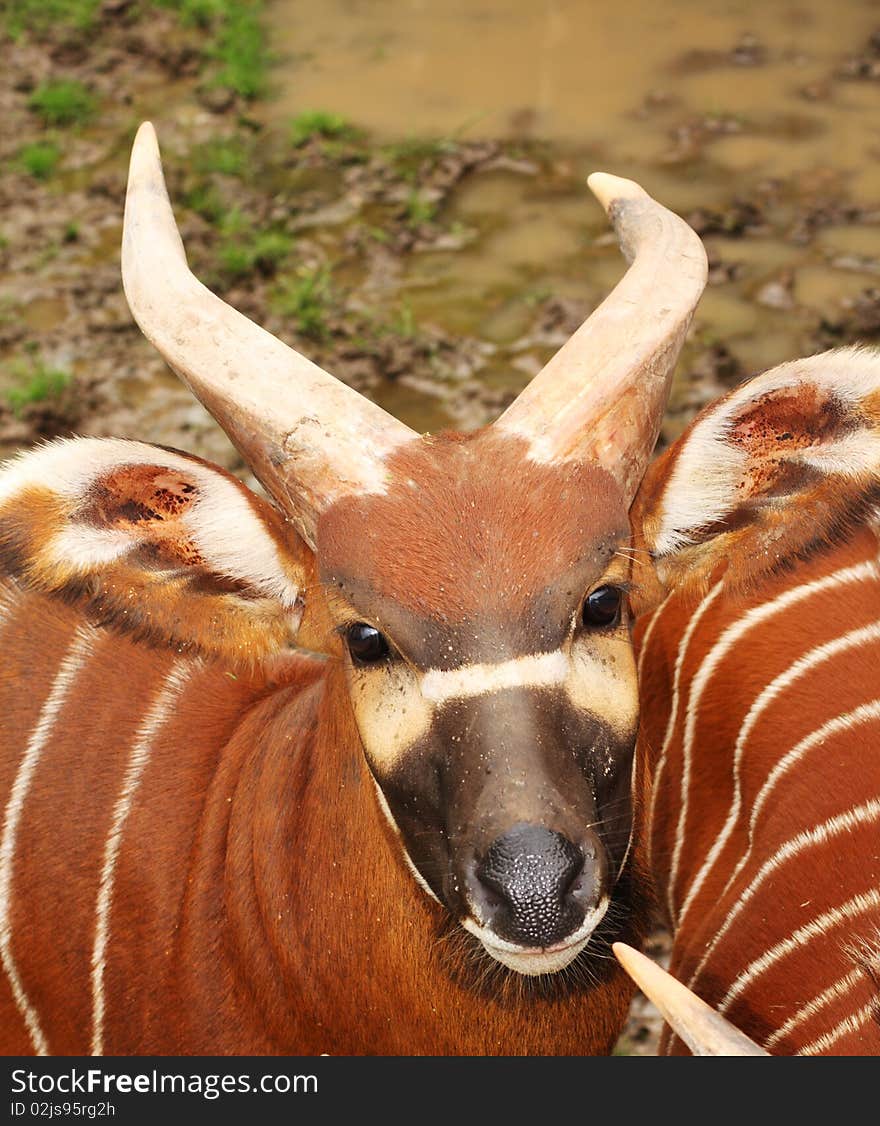 The eastern or mountain bongo is only found in the wild in one remote region of central Kenya. Is classified by the IUCN Antelope Specialist Group as Critically Endangered with more specimens in captivity than in the wild. The eastern or mountain bongo is only found in the wild in one remote region of central Kenya. Is classified by the IUCN Antelope Specialist Group as Critically Endangered with more specimens in captivity than in the wild.