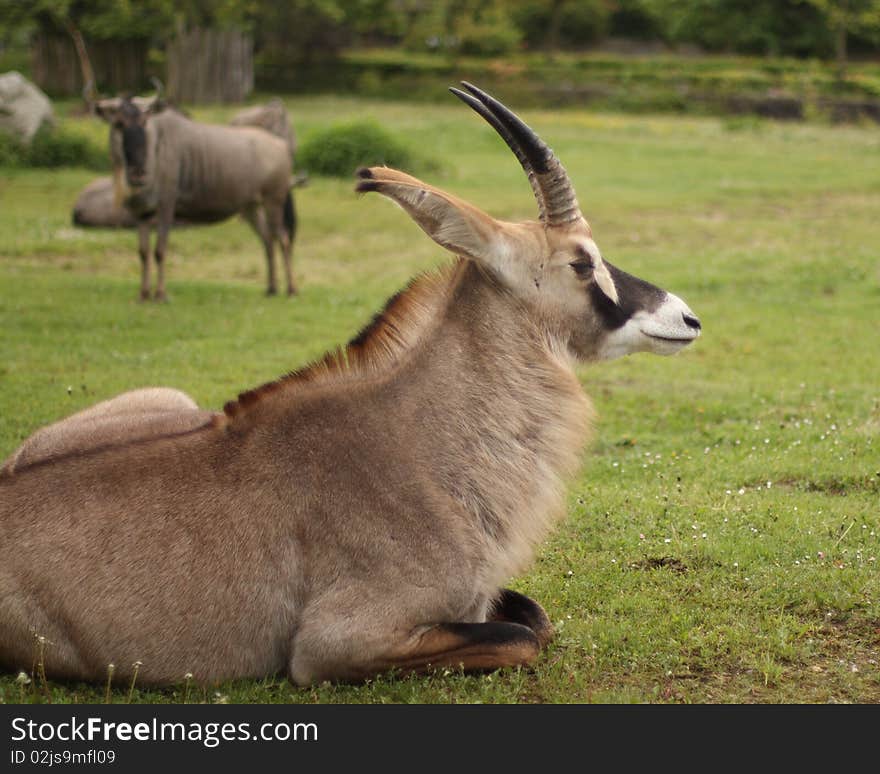 The Roan Antelope is a savanna antelope found in West, Central, East Africa and Southern Africa. Roan Antelope commonly fight among themselves for dominance of their herd, brandishing their horns while both animals are on their knees. The Roan Antelope is a savanna antelope found in West, Central, East Africa and Southern Africa. Roan Antelope commonly fight among themselves for dominance of their herd, brandishing their horns while both animals are on their knees.