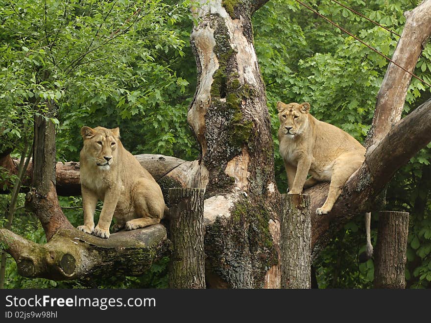 Female Lioness sitting on the brach in the zoo. Female Lioness sitting on the brach in the zoo