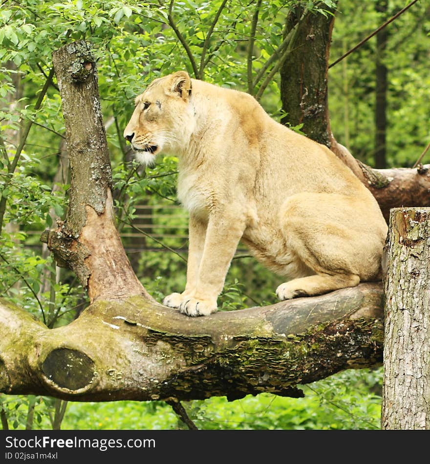 Female Lioness sitting on the brach in the zoo. Female Lioness sitting on the brach in the zoo