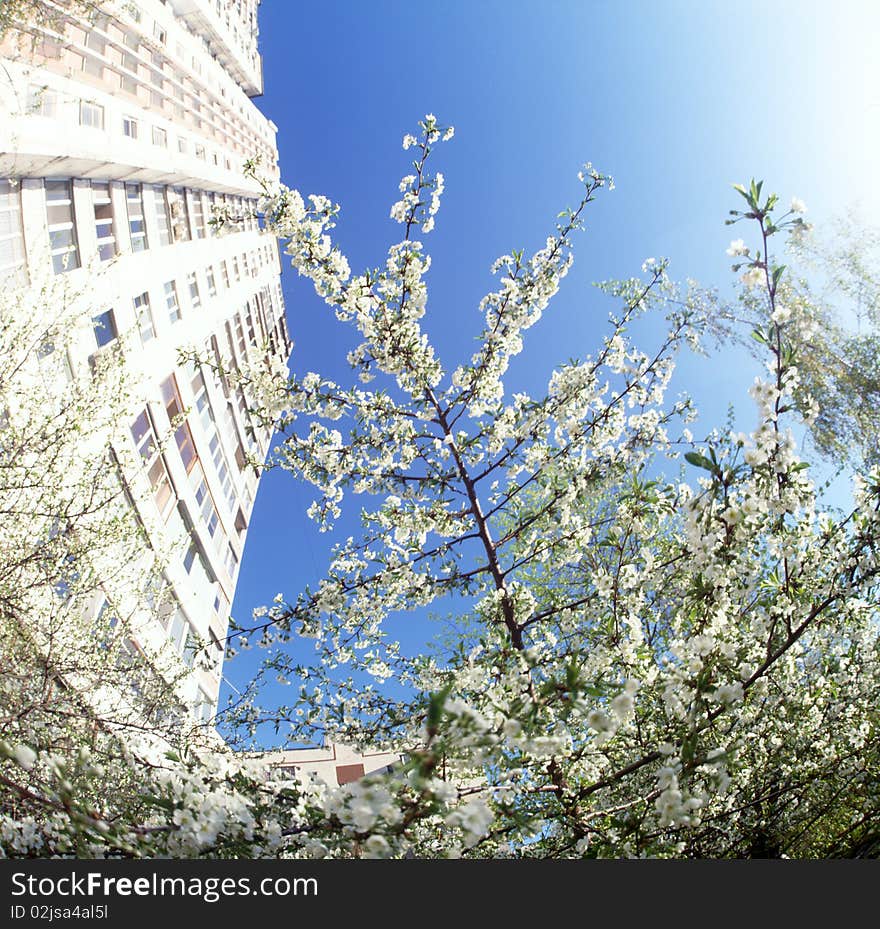 The branches of cherry tree covered with spring blossoms against blue sky. No sharpening has been applied.