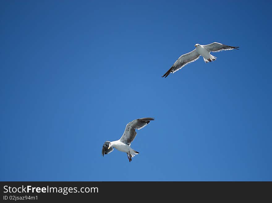 Seagulls