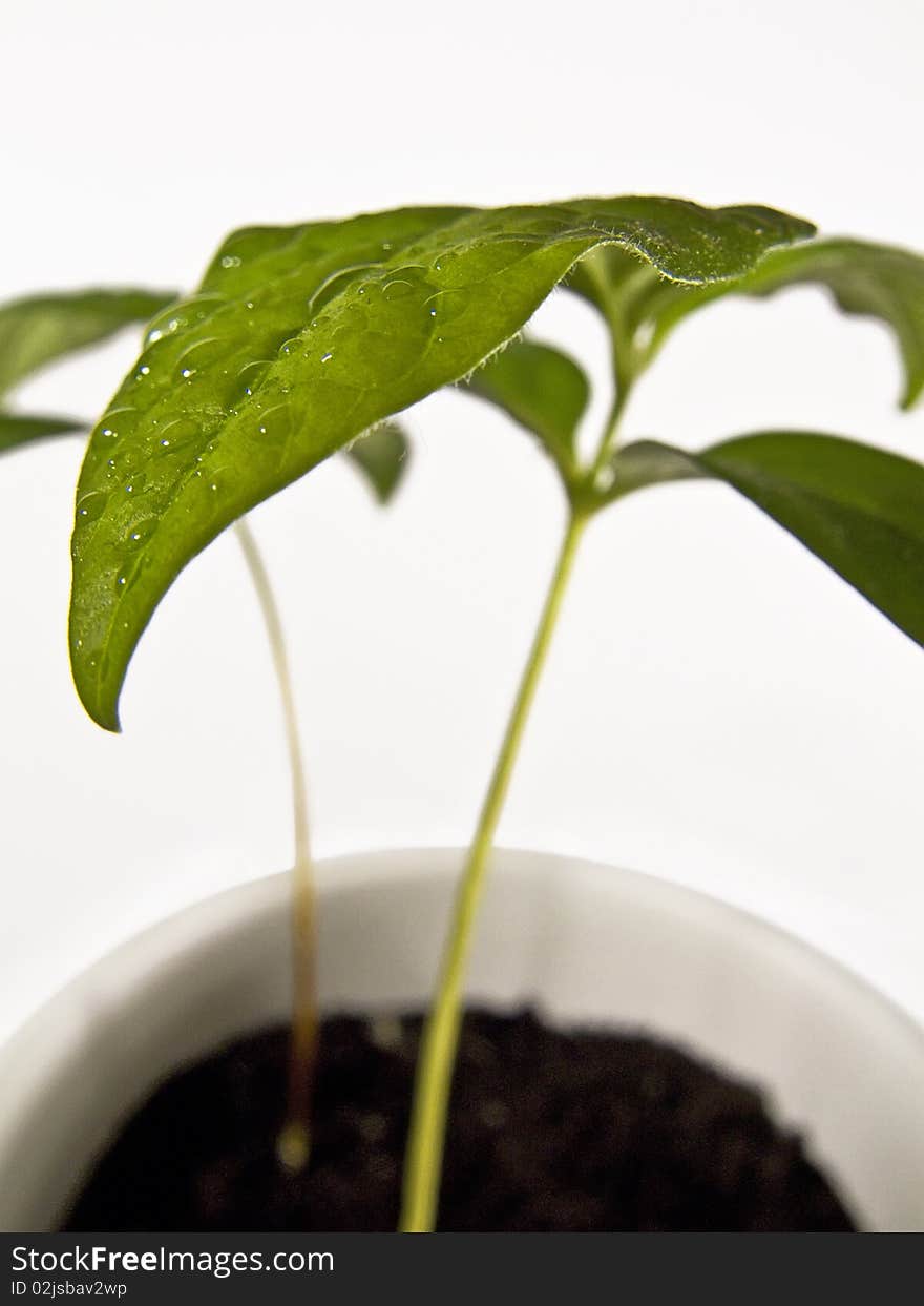 Diospyros kaki - Japanese Persimmon sprout