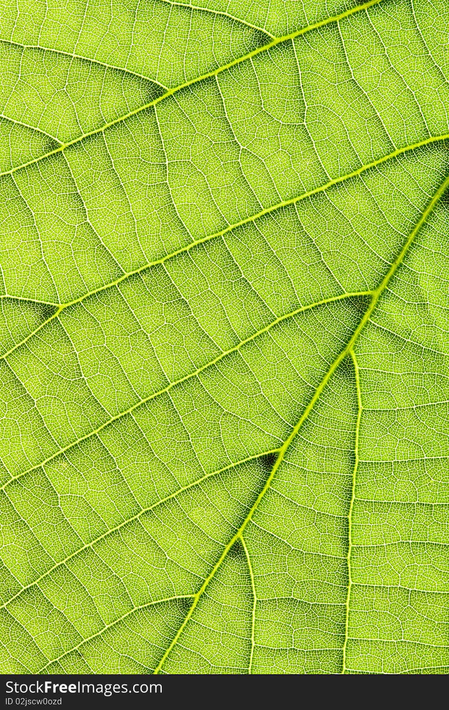 Closeup on fresh, green leaf in vertical frame. Closeup on fresh, green leaf in vertical frame