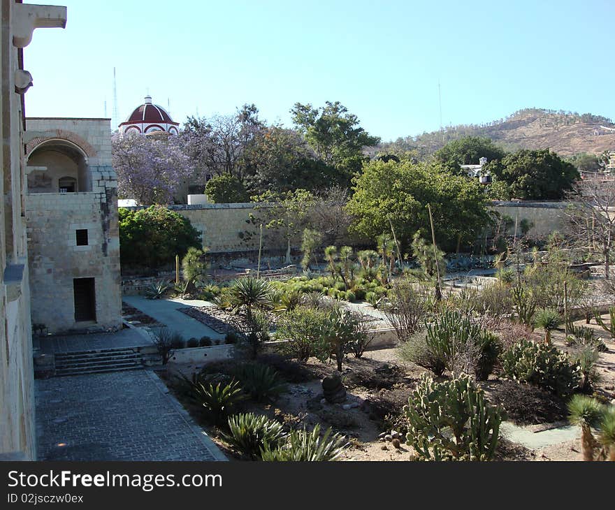 Cactus garden at Santo Domingo Convent (abbey) located in Oaxaca, Mexico