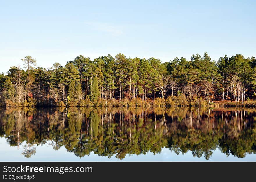 Pine trees reflectng in a calm lake. Pine trees reflectng in a calm lake