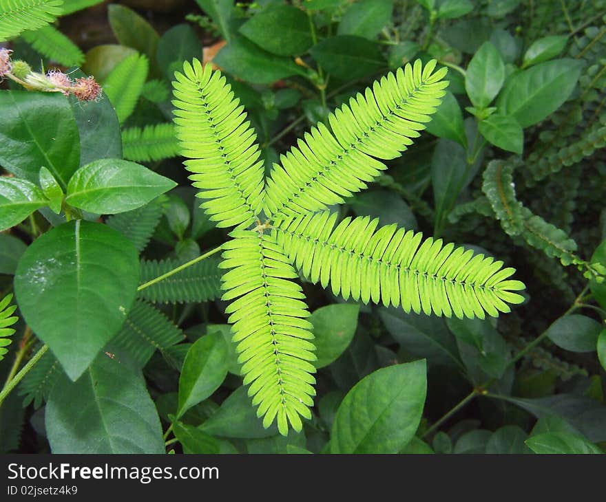 Green leaves