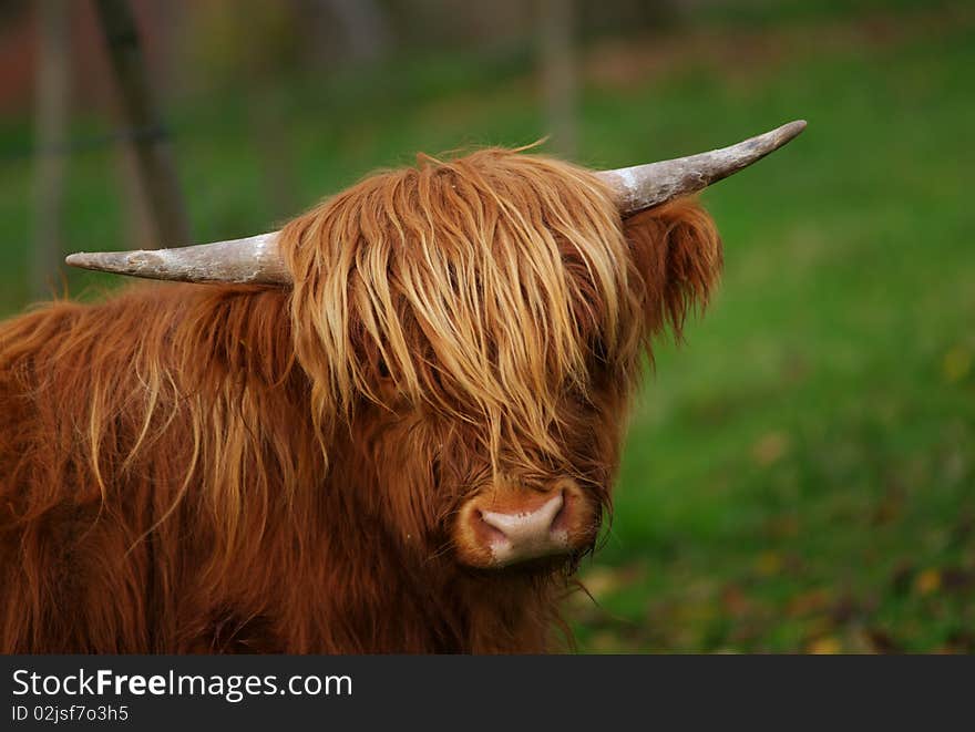 Highland Calf (Landscape Orientation)