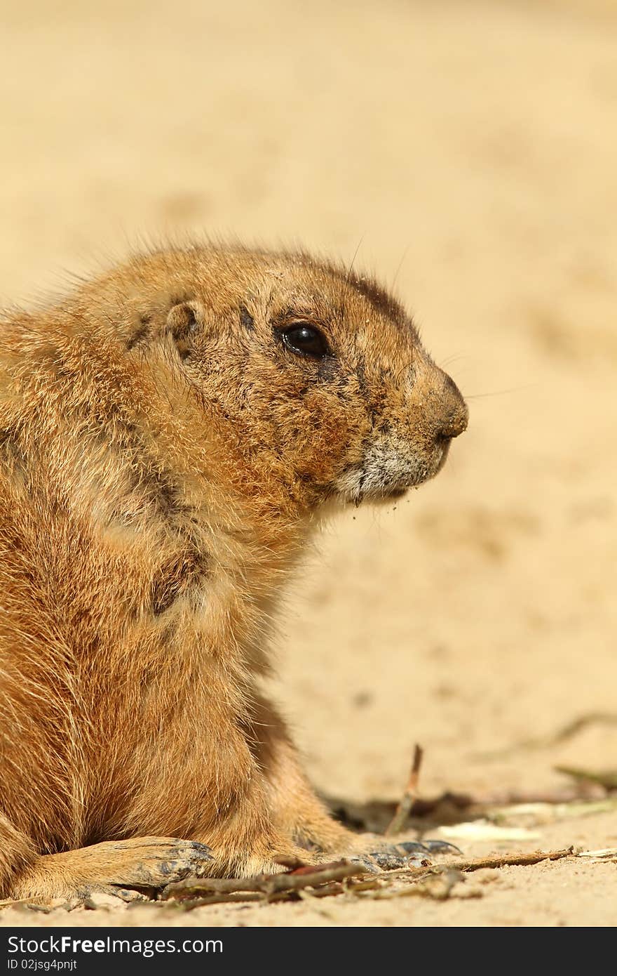 Portrait of a prairie dog