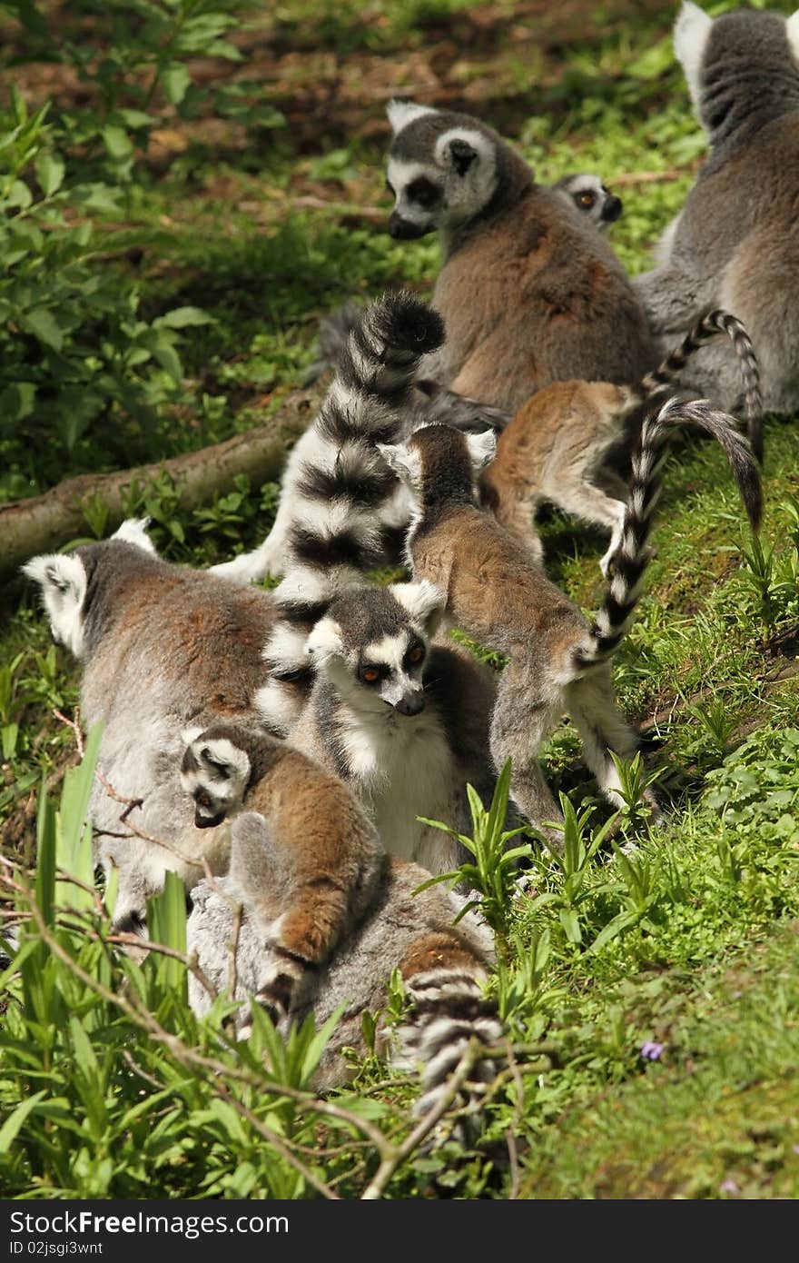 Animals: Family of ring-tailed lemur with baby animals in the grass. Animals: Family of ring-tailed lemur with baby animals in the grass