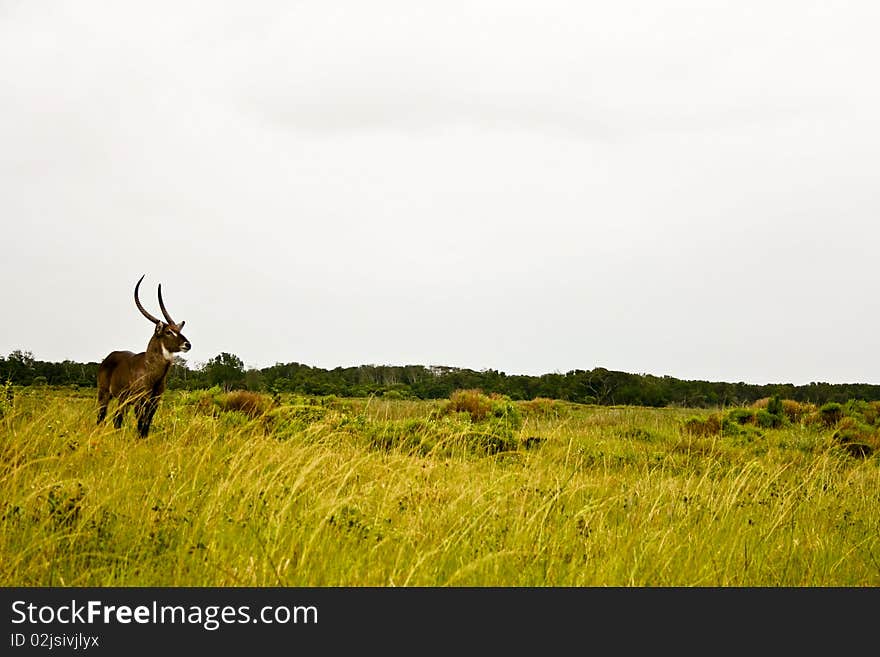 Waterbuck