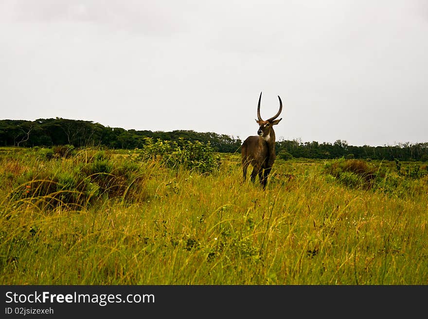 Waterbuck