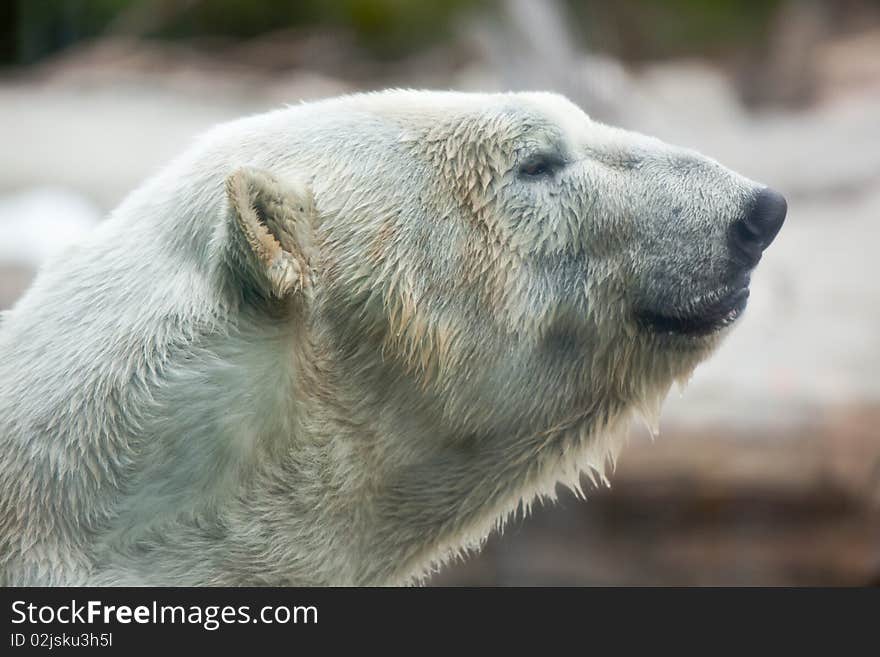 Beautiful Majestic White Polar Bear Profile Image. Beautiful Majestic White Polar Bear Profile Image.