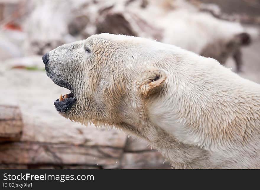 Majestic Polar Bear Profile