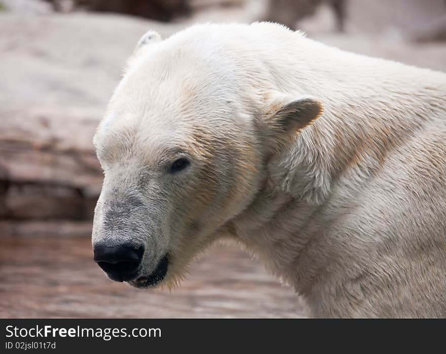 Majestic Polar Bear Profile