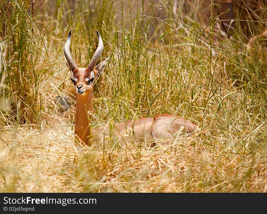 Beautiful Gazelle Resting in the Tall Grass. Beautiful Gazelle Resting in the Tall Grass.