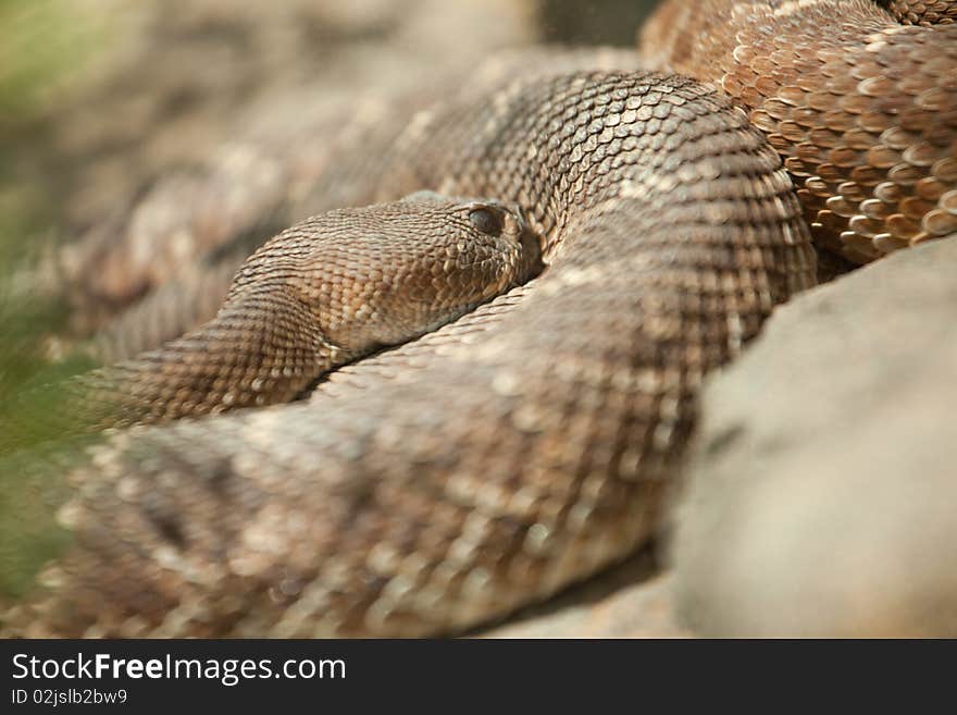 Western Diamondback Rattlesnake Resting in the Warm Sun. Western Diamondback Rattlesnake Resting in the Warm Sun.