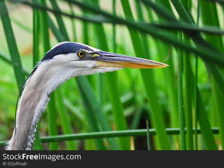 Facial Details of Great Blue Heron in Tall Grass