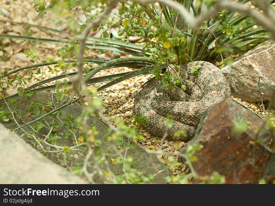 Western Diamondback Rattlesnake Resting in the Warm Sun. Western Diamondback Rattlesnake Resting in the Warm Sun.