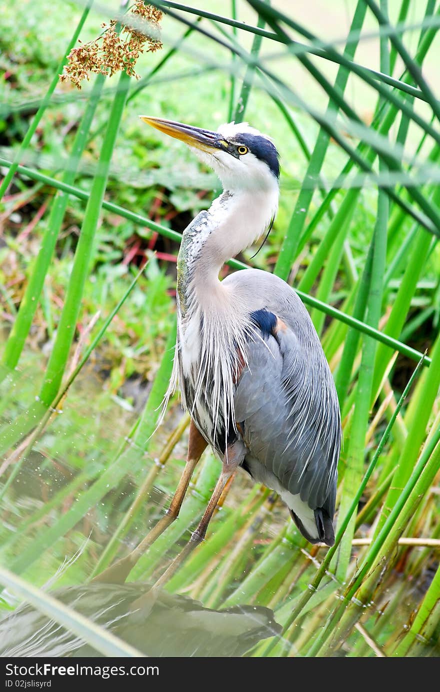 Great Blue Heron in Marshland High Grass