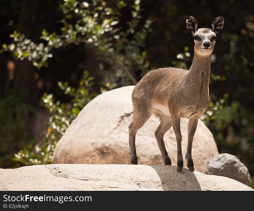 Rock-Dancing Cliff Springer, Klipspringer