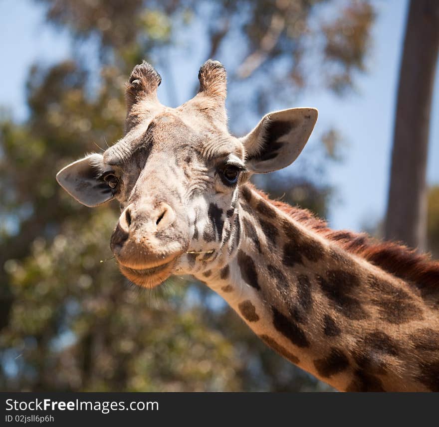 Close-up of a Majestic Giraffe Head with Narrow Depth of Field. Close-up of a Majestic Giraffe Head with Narrow Depth of Field.