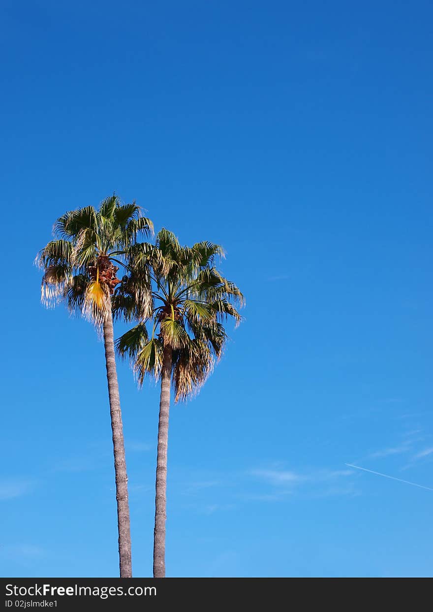 A shot of two exotic palm and bright blue sky. A shot of two exotic palm and bright blue sky