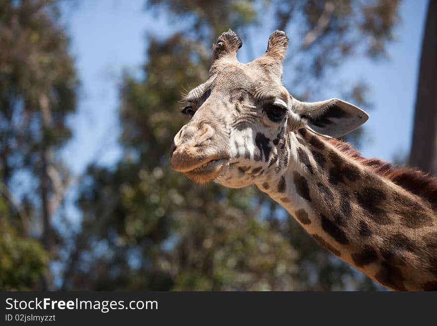 Close-up of Giraffe Head