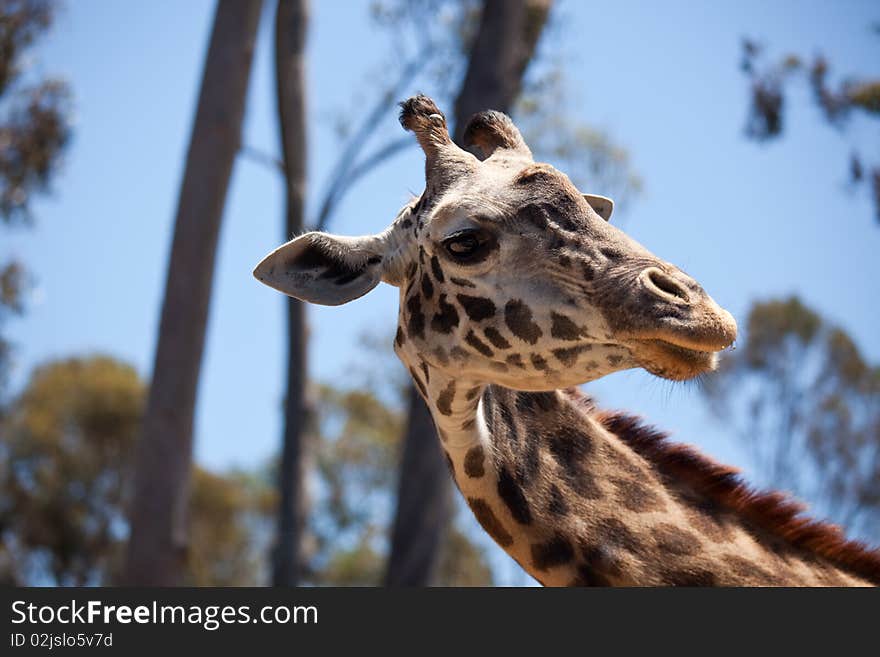 Close-up of a Majestic Giraffe Head with Narrow Depth of Field. Close-up of a Majestic Giraffe Head with Narrow Depth of Field.