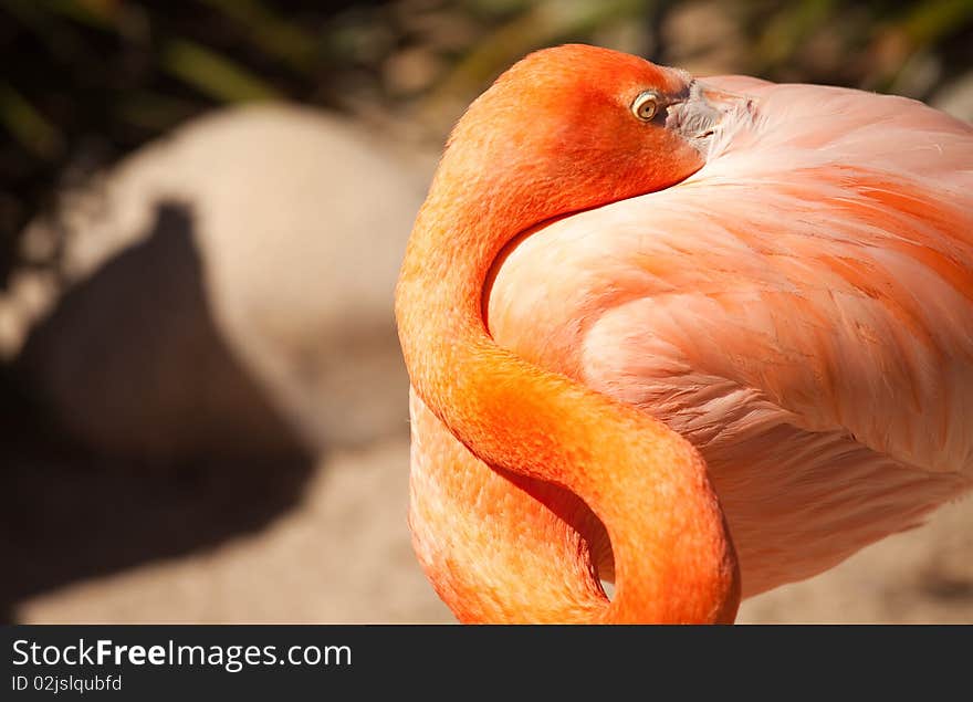 Beautiful Flamingo Rests